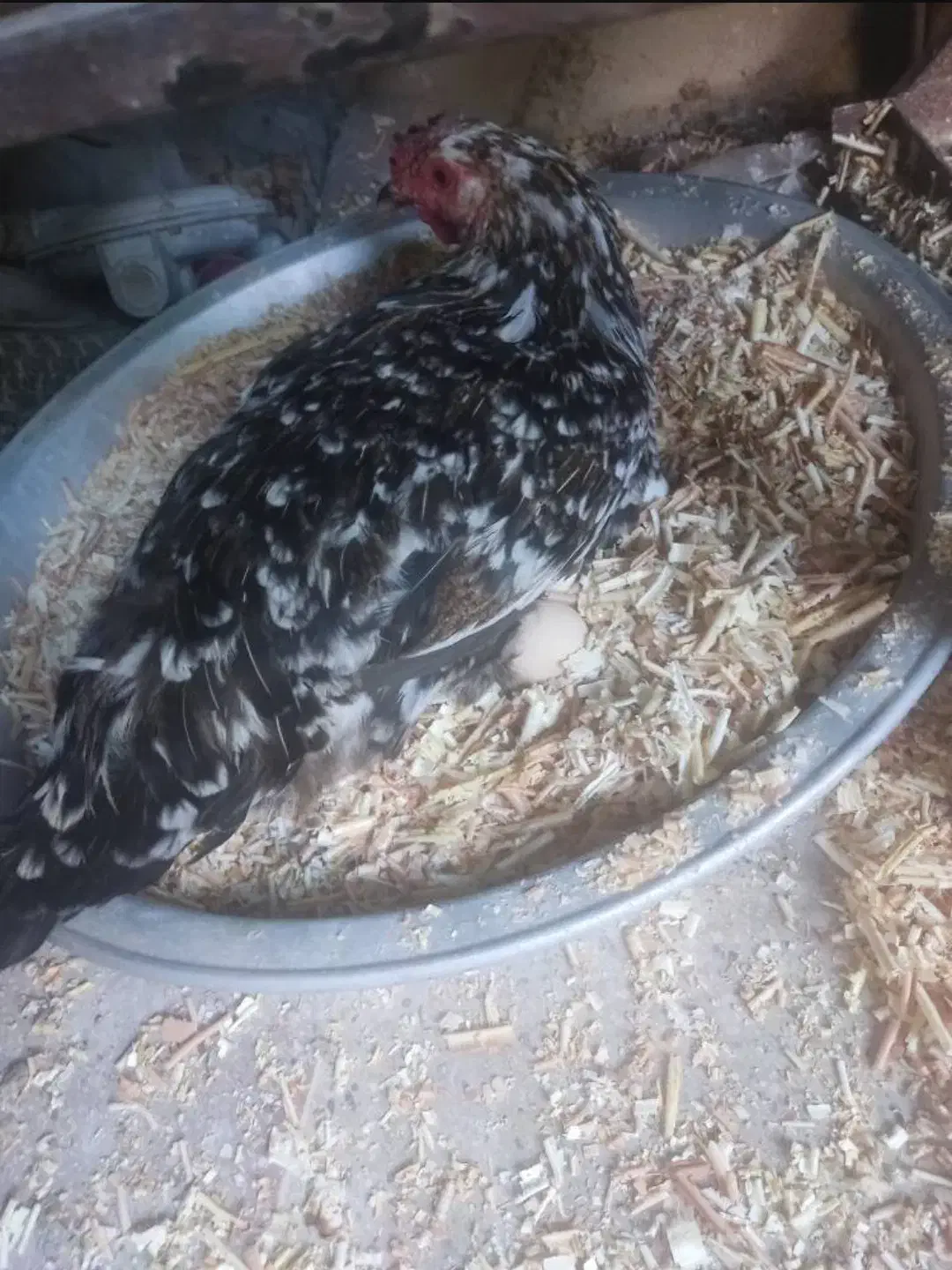 مرغ گمشده|حیوانات|کازرون, |دیوار