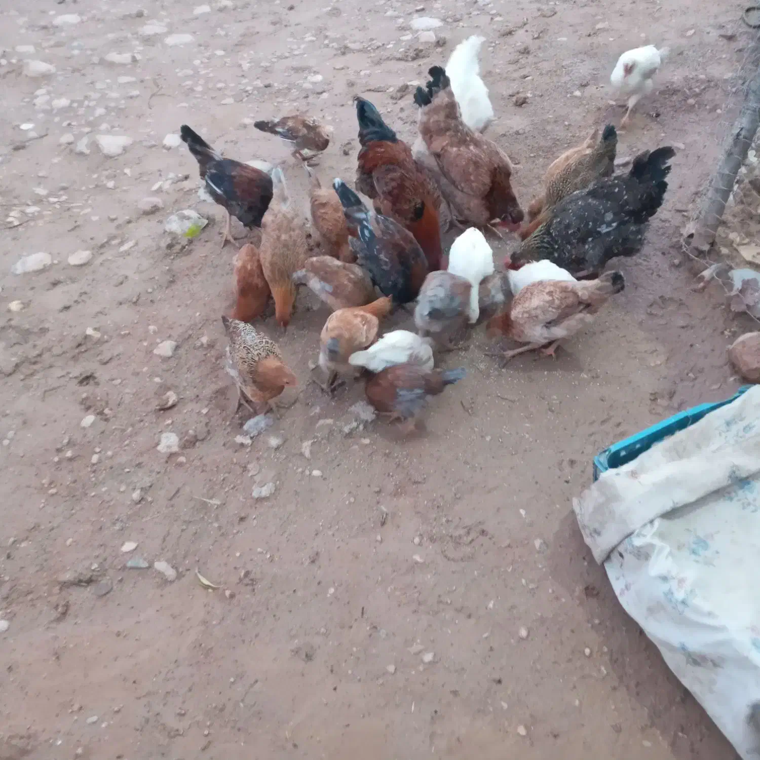 تیله بومی حراج حراج|حیوانات مزرعه|لردگان, |دیوار