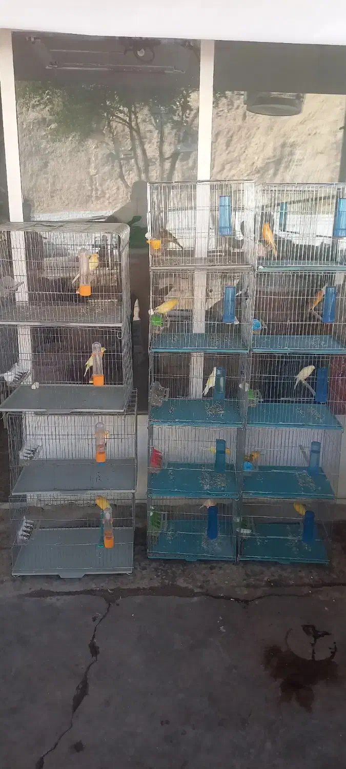 قناری بخون|پرنده|مسجد سلیمان, |دیوار