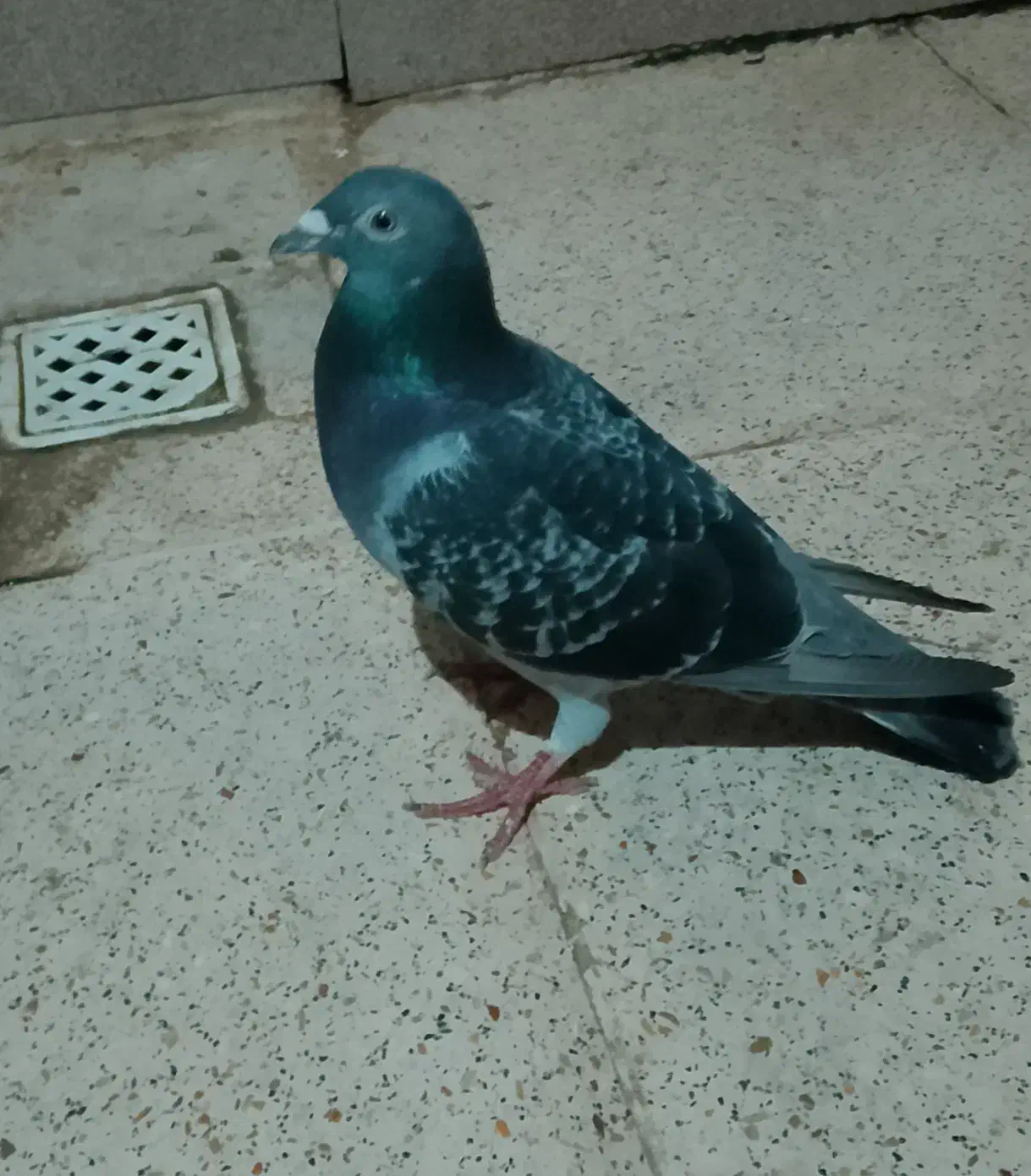 یک جفت کبوترپلاکی|پرنده|بندر ماهشهر, |دیوار