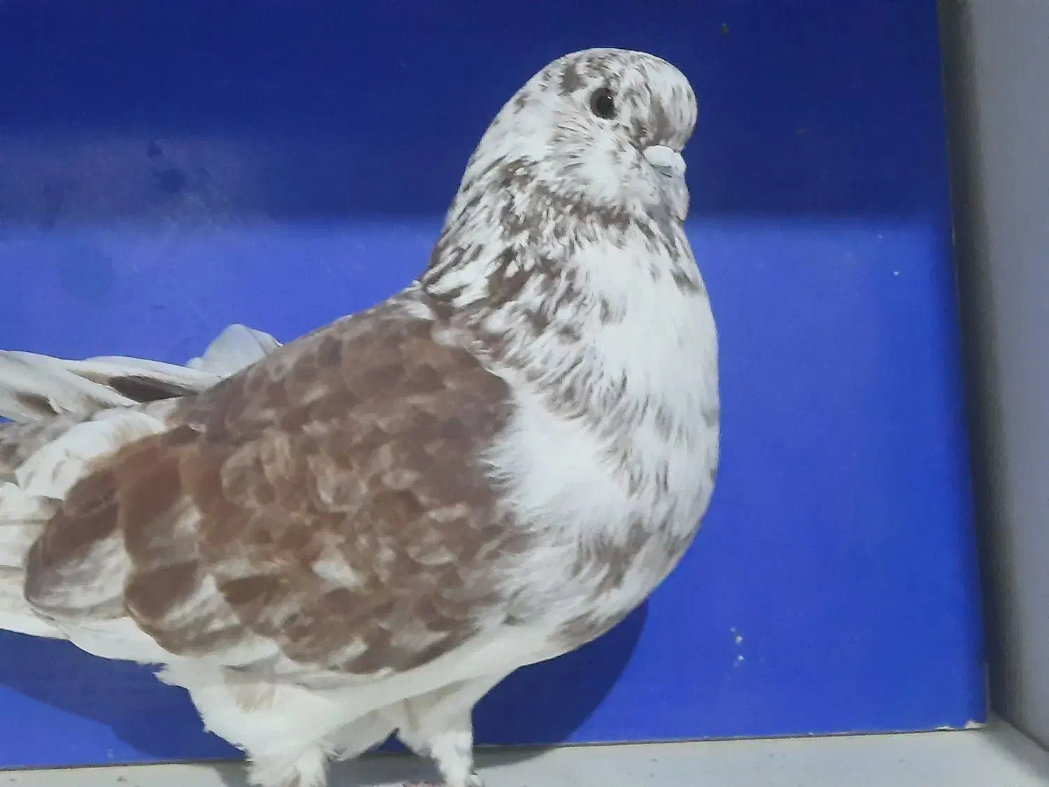 گرگی شمرانی|پرنده|اردبیل, |دیوار