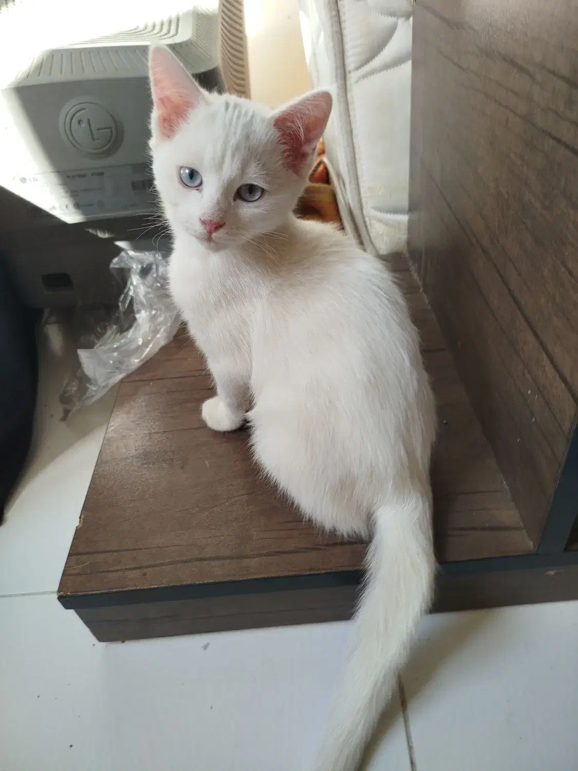 سه تا گربه پرشین مادر دو فرزند پسر دختر|گربه|بومهن, |دیوار