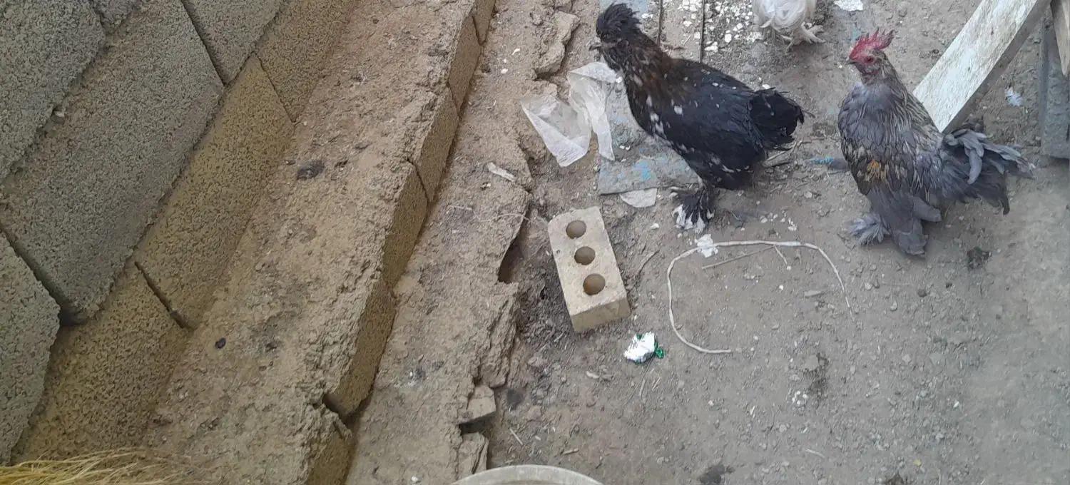 مرغ خروس تزئینی|حیوانات مزرعه|ننور, |دیوار