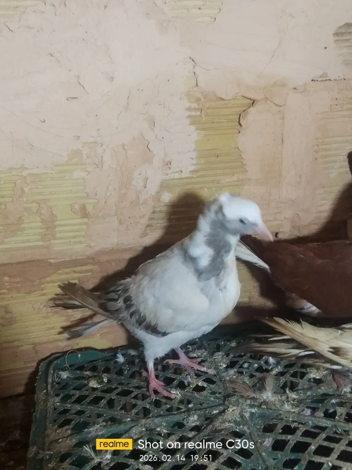 آبی عرب|پرنده|سراجو, |دیوار