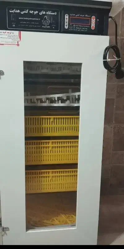 تخم بیار جوجه ببر|حیوانات مزرعه|اسفرورین, |دیوار