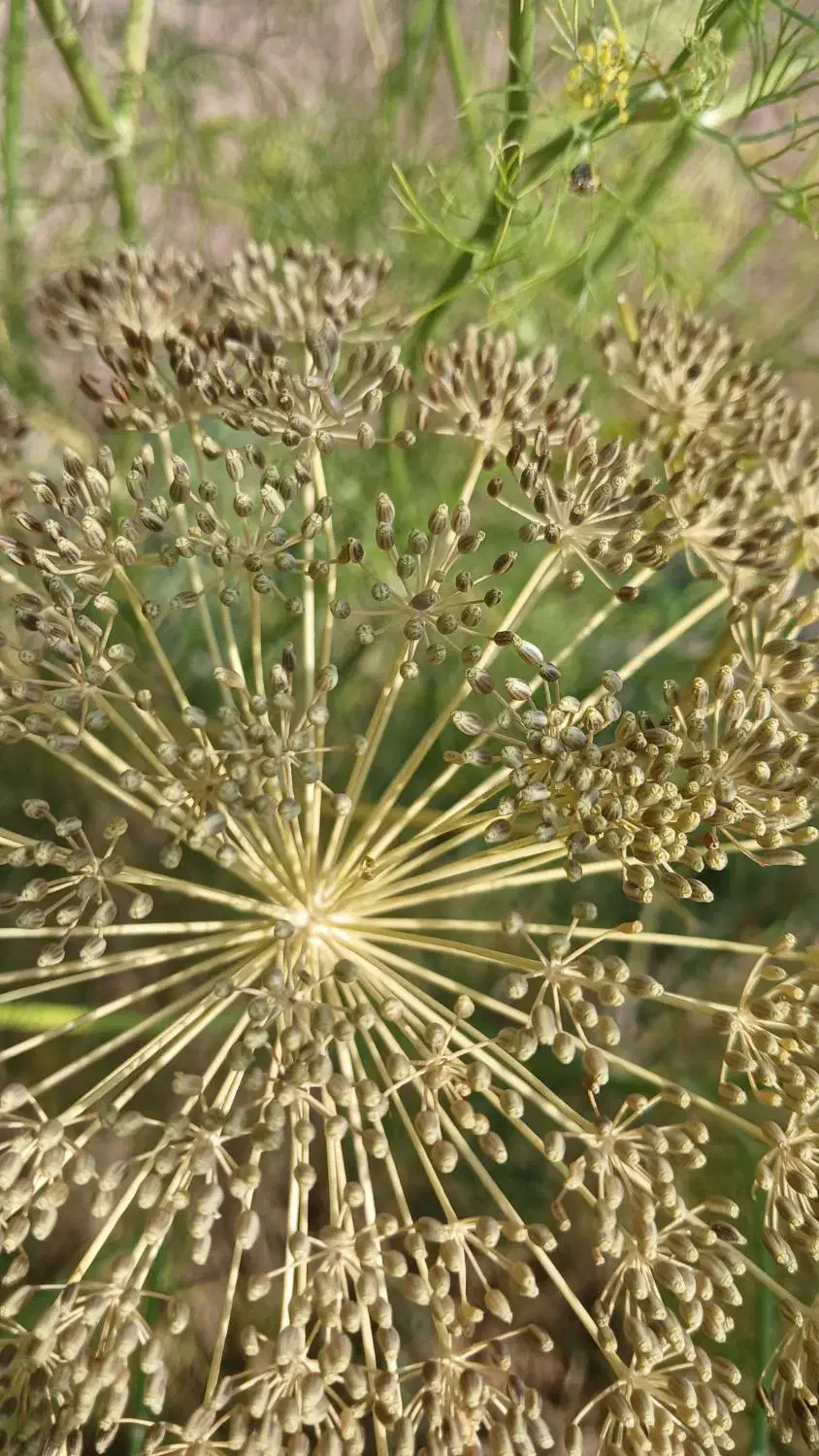 اموزش انواع کشت های پردرامدکشاورزی باسودهی بالا|خدمات آموزشی|تهران, میدان میوه و ترهبار مرکزی|دیوار