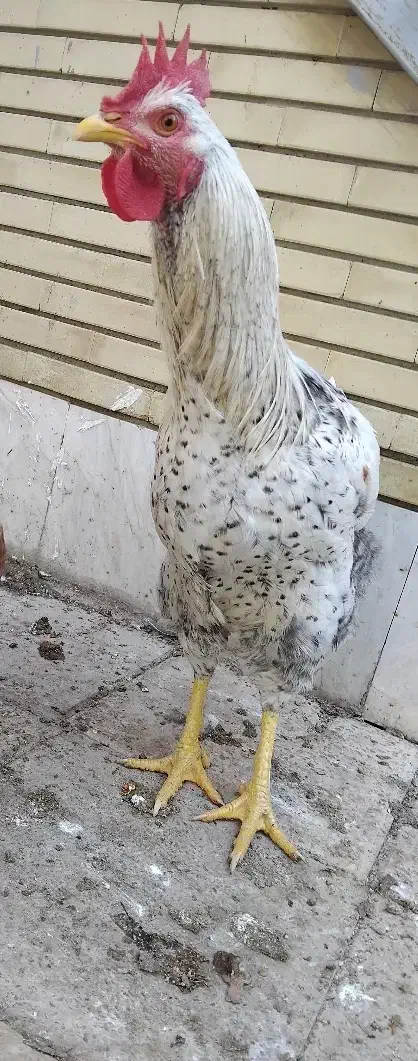 خروس|حیوانات مزرعه|فلاورجان, |دیوار