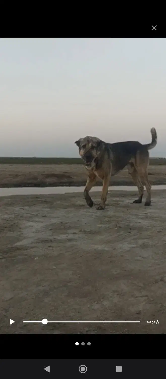 سگ پژدر نر|سگ|بندر ترکمن, |دیوار