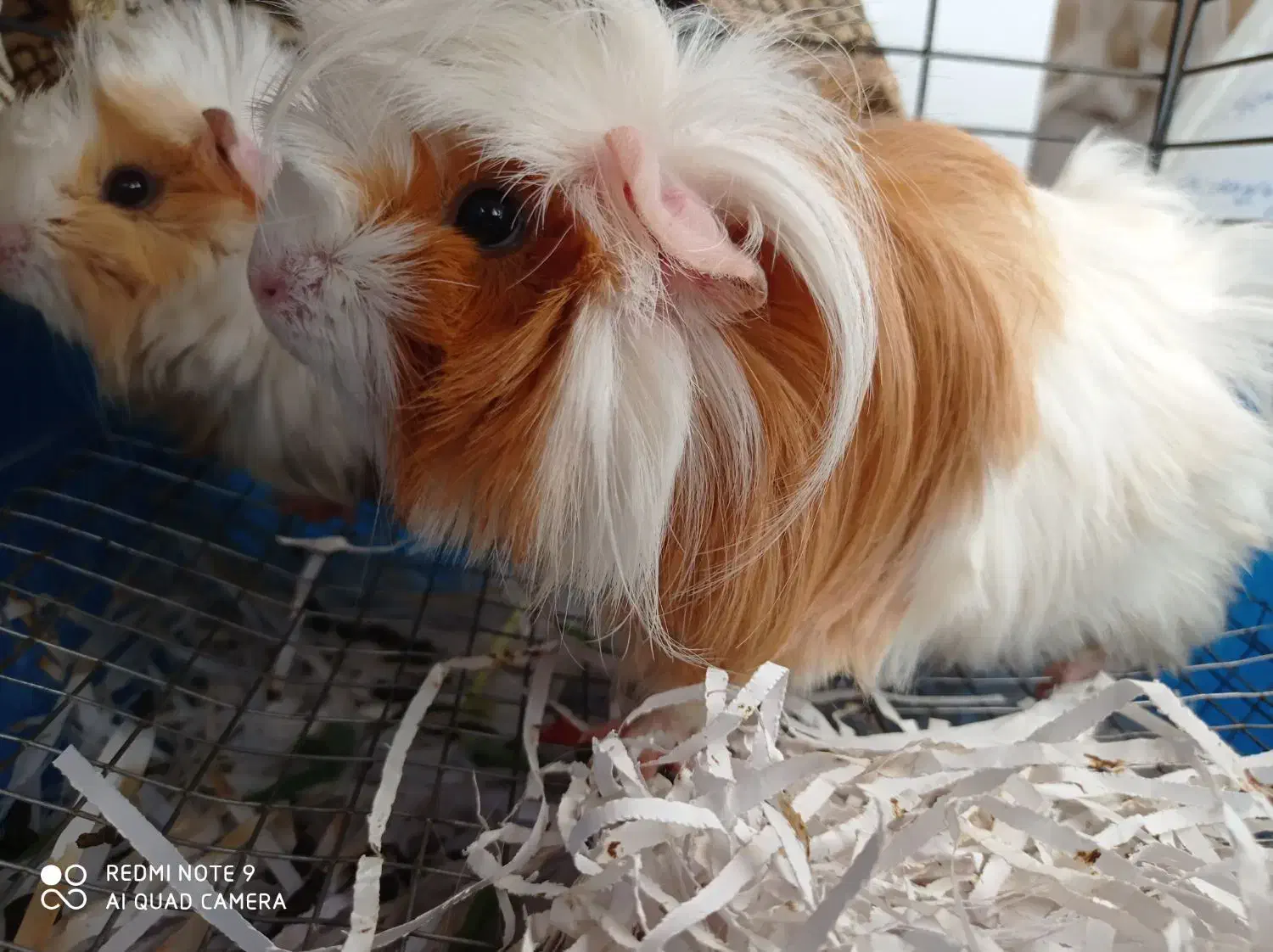 خوکچه هندی|موش و خرگوش|ارومیه, |دیوار