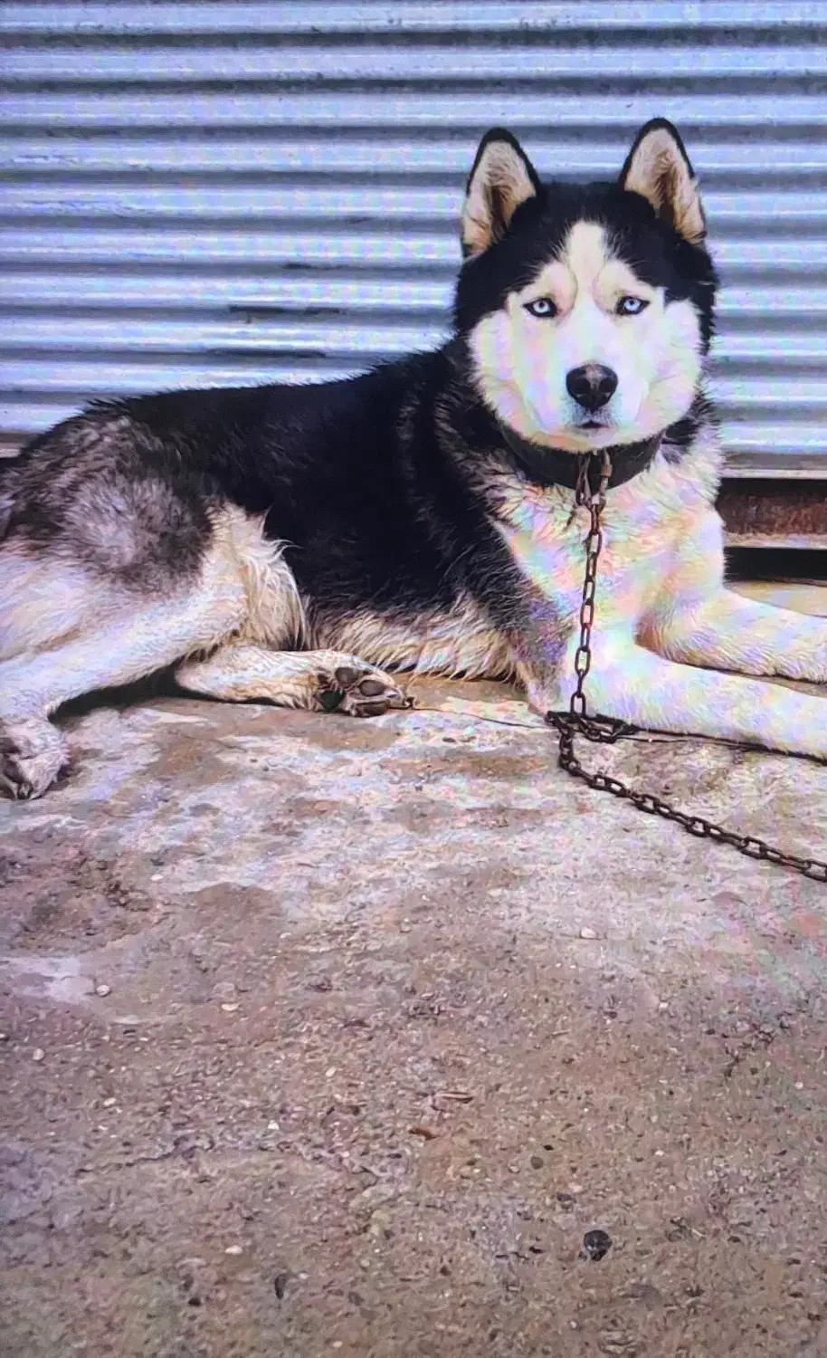 هاسکی نر سیبری ماده مالا موت|سگ|رشت, حومه رشت|دیوار