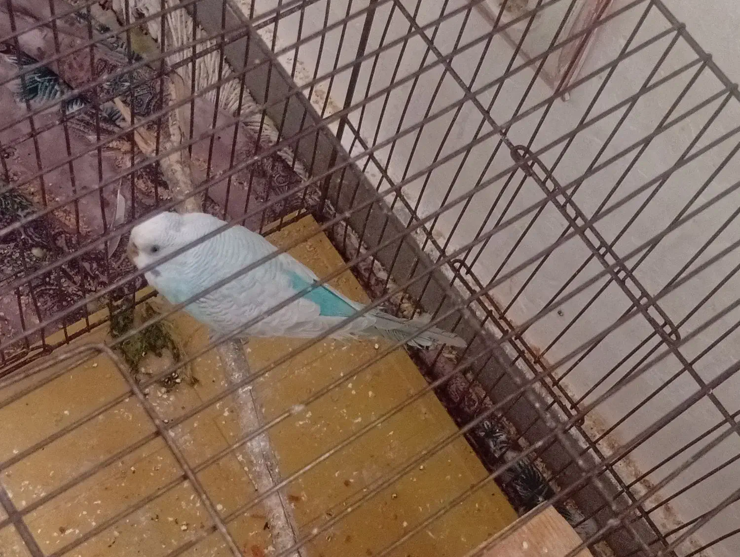 فروش یک عدد مرغ عشق نر نژاد دار مست|پرنده|مهدی شهر, |دیوار