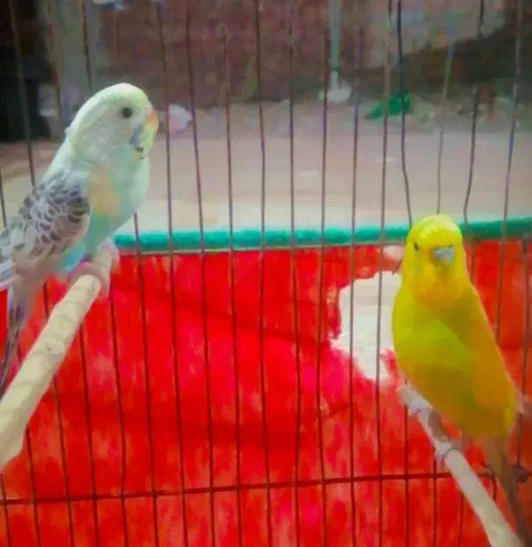 جفت مرغ عشق|پرنده|جیرفت, |دیوار