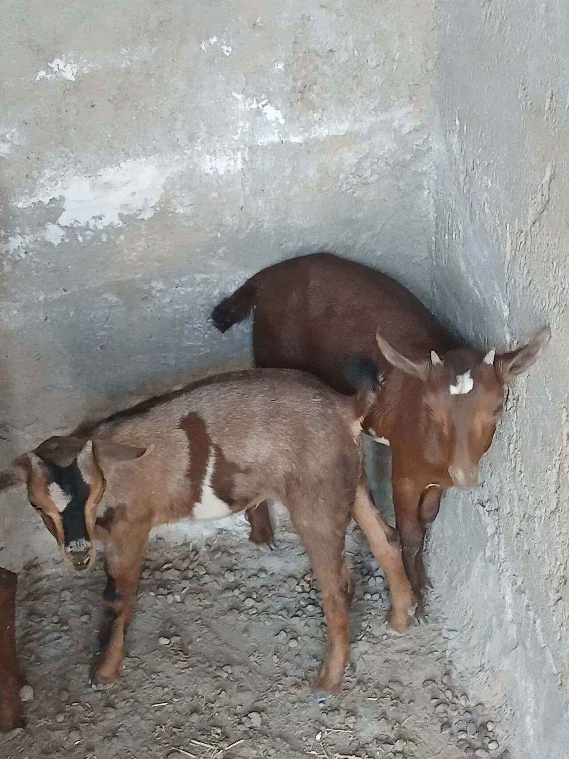 یک عدد بز چینی با دو عدد کهره نر|حیوانات مزرعه|هیرمند, |دیوار