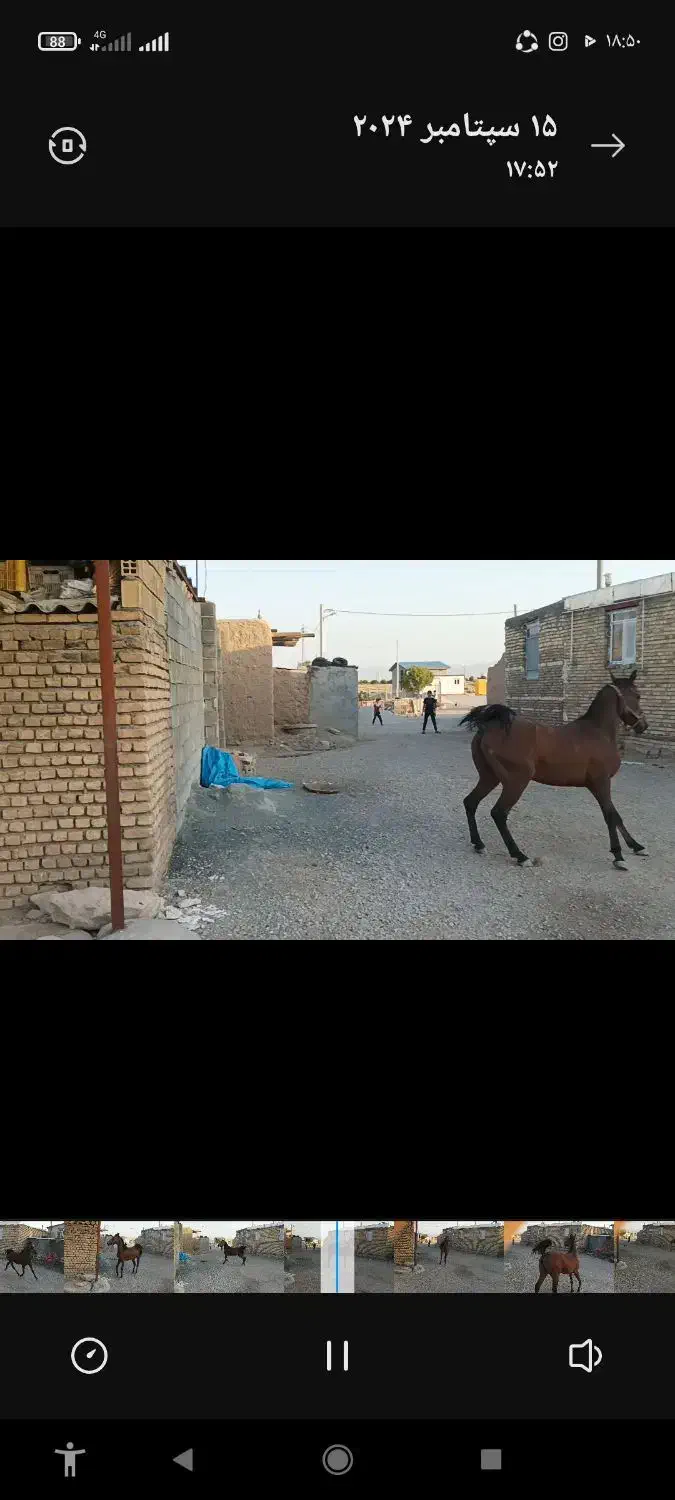 مادیان و نریان کورد|اسب و تجهیزات اسب‌سواری|ماهیدشت, |دیوار