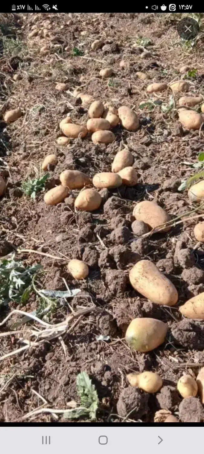 سیب زمینی مغز زرد بسطام|خوردنی و آشامیدنی|بسطام, |دیوار