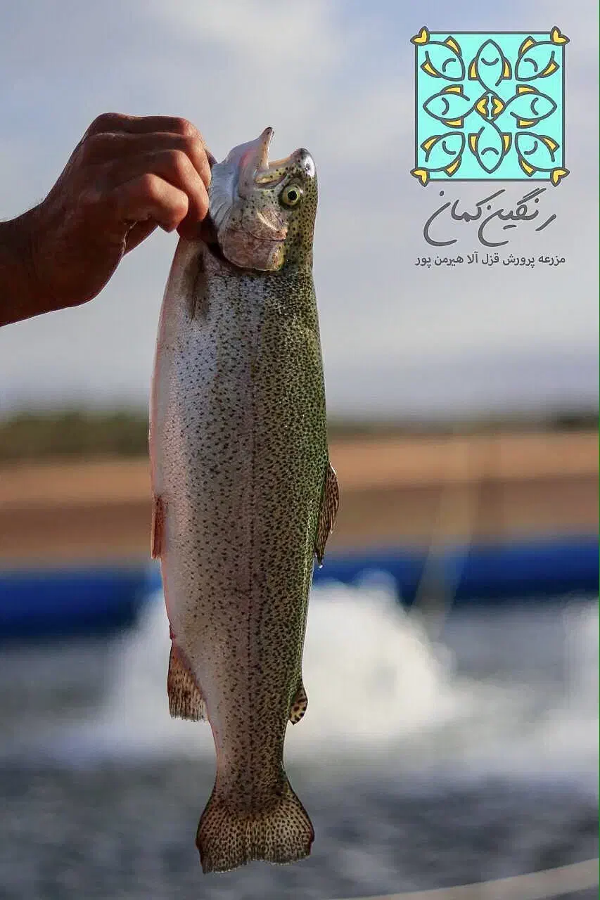 فروش بچه ماهی صالحی|ماهی|الیگودرز, |دیوار