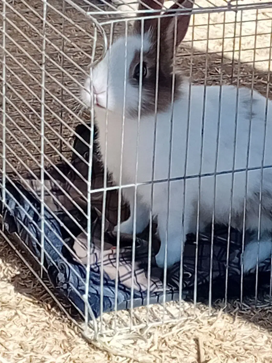 خرگوش|موش و خرگوش|الشتر, |دیوار