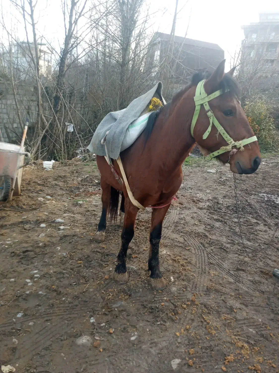 اسب اخته ۶ سال|اسب و تجهیزات اسب‌سواری|تنکابن, |دیوار