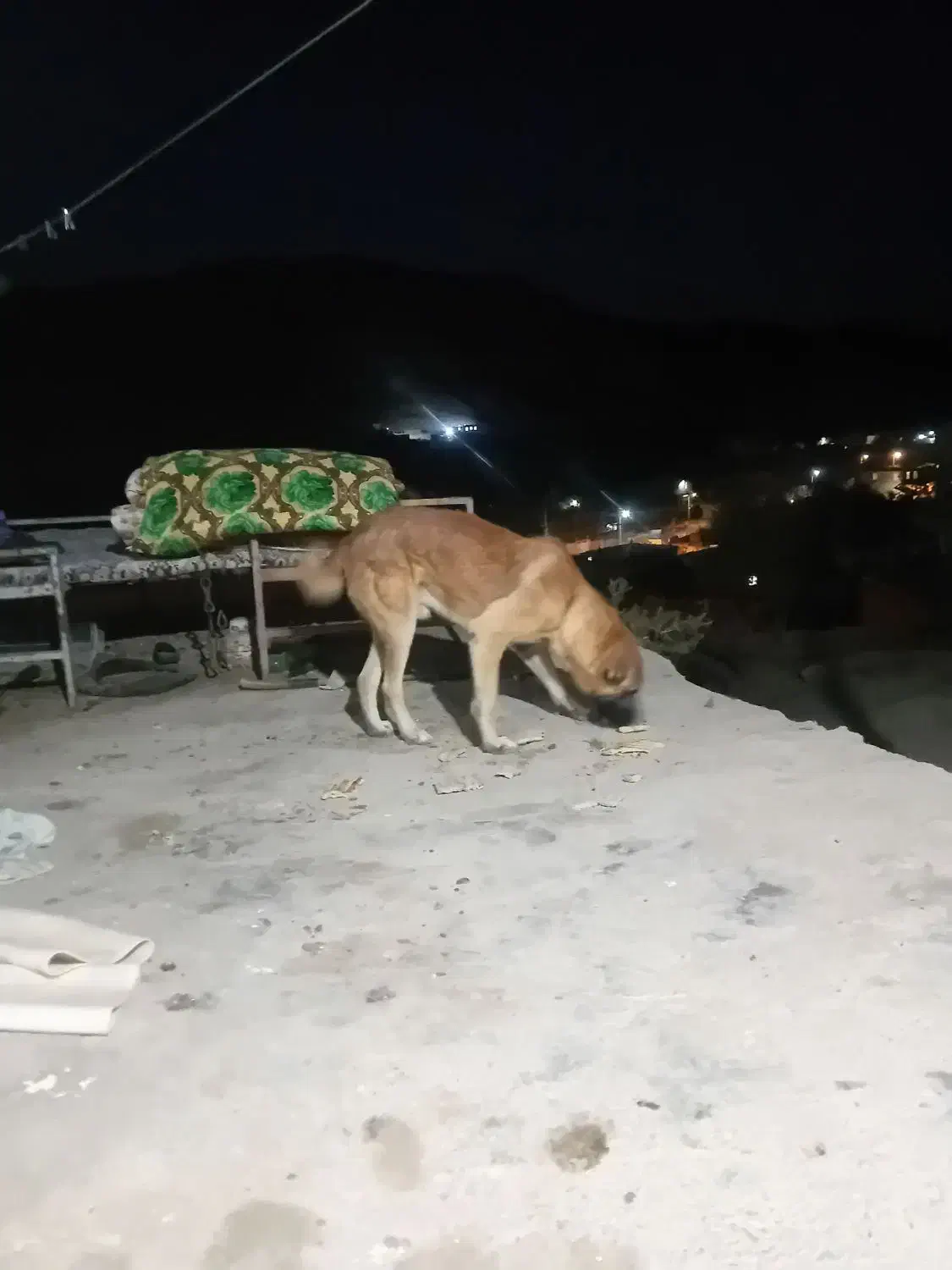 سگ گوسفندی|سگ|شیروان (خراسان), |دیوار