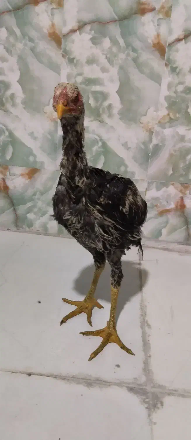 جوجه خروس لاری|حیوانات مزرعه|خاش, |دیوار