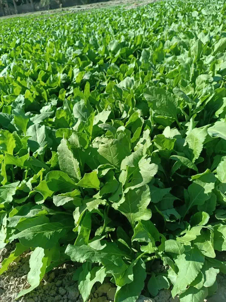 سبزی پالک|خوردنی و آشامیدنی|ایرانشهر, |دیوار