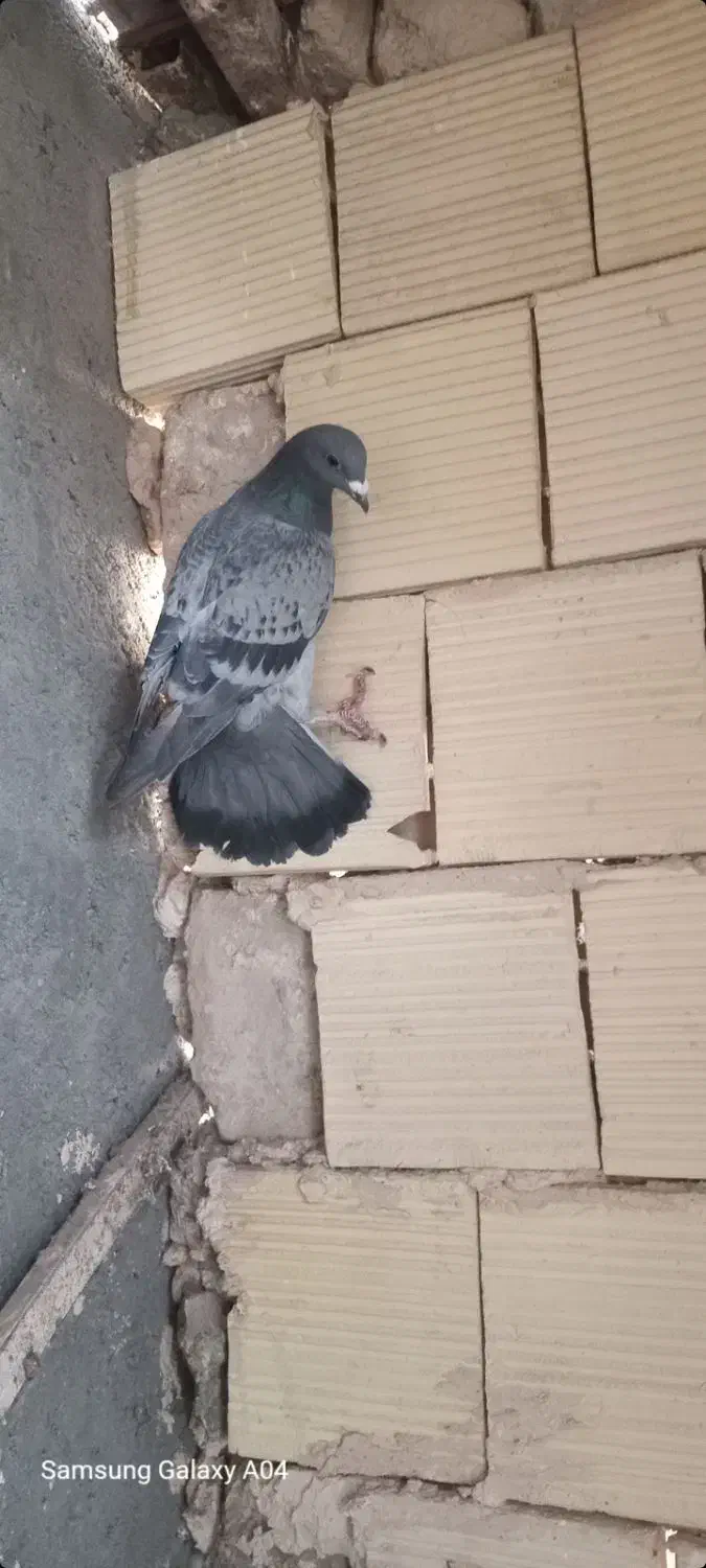 ۳ تا صید ۵۰۰|پرنده|تربتحیدریه, منظر|دیوار