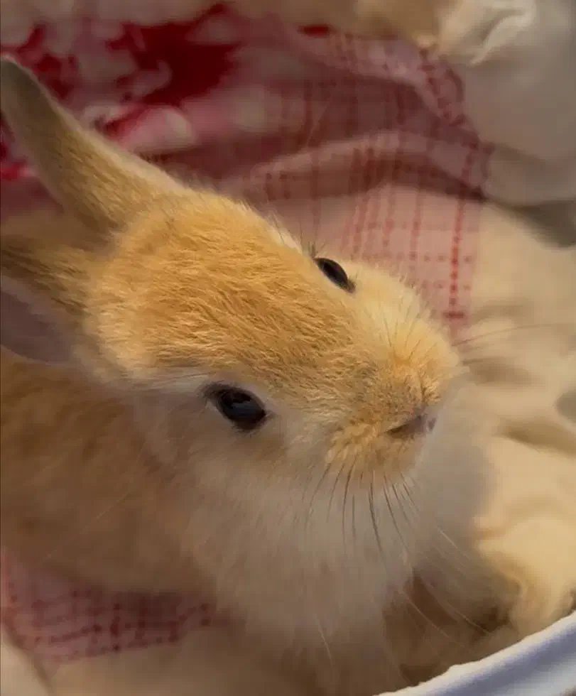 خرگوش|موش و خرگوش|ساری, |دیوار