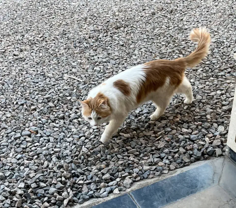 گربه گمشده|حیوانات|یزد, |دیوار