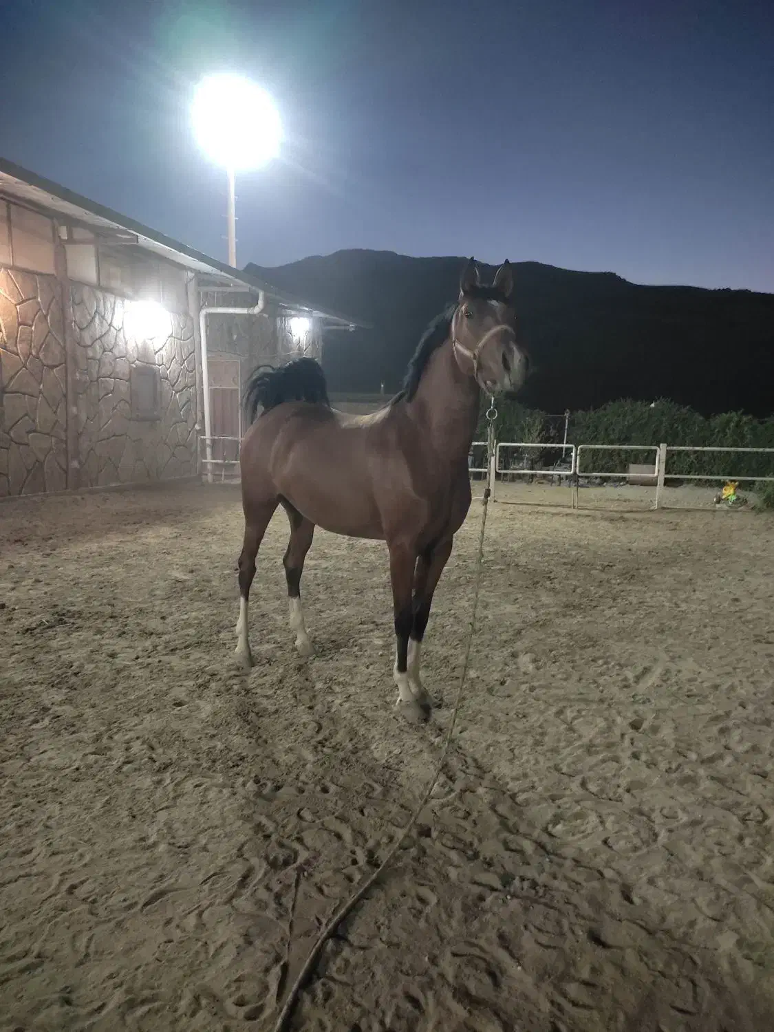 مادیون ابستن|اسب و تجهیزات اسبسواری|چهاردانگه (تهران), |دیوار