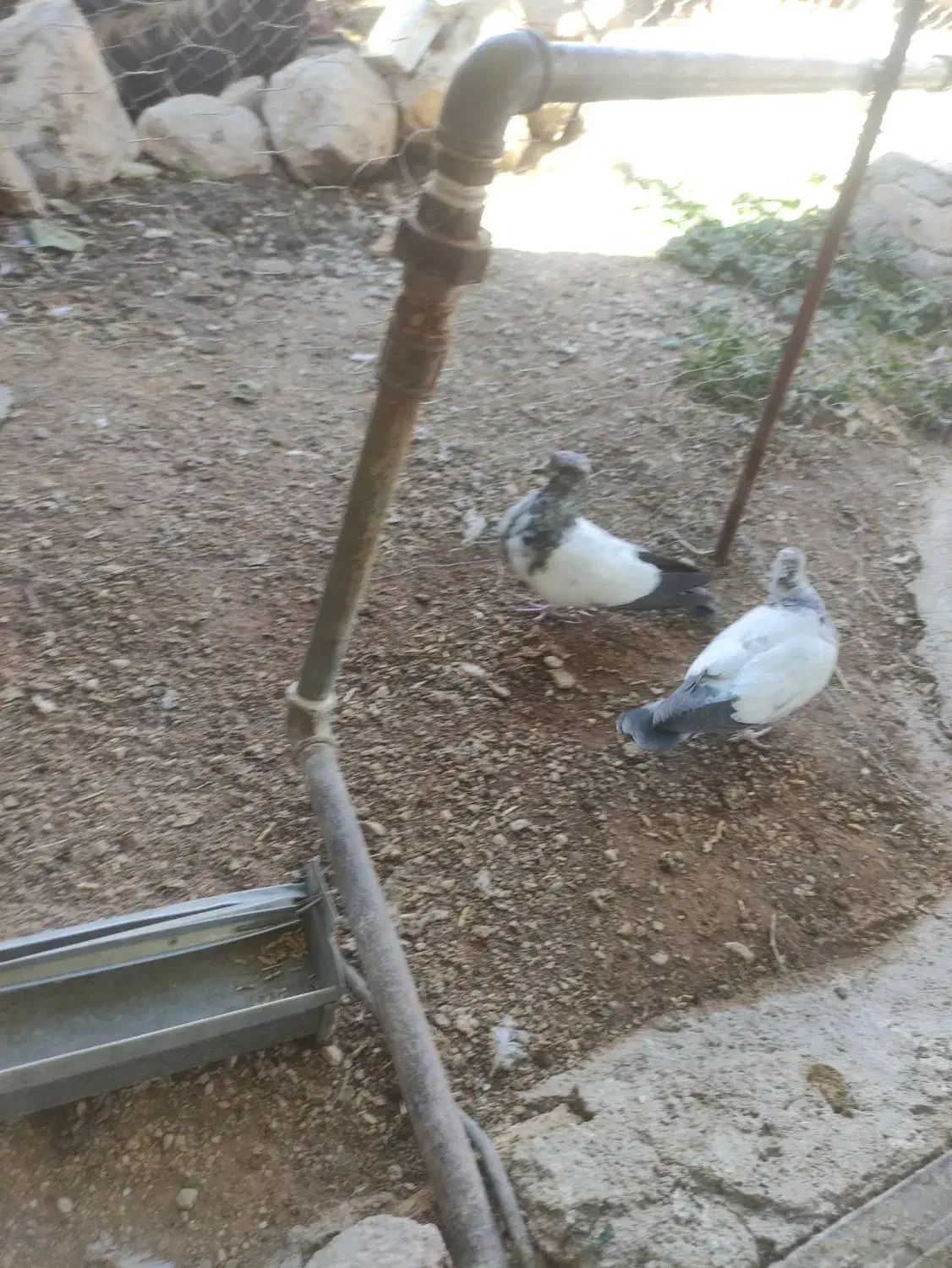 کبوتر زوردار|پرنده|اسلامآباد غرب, |دیوار