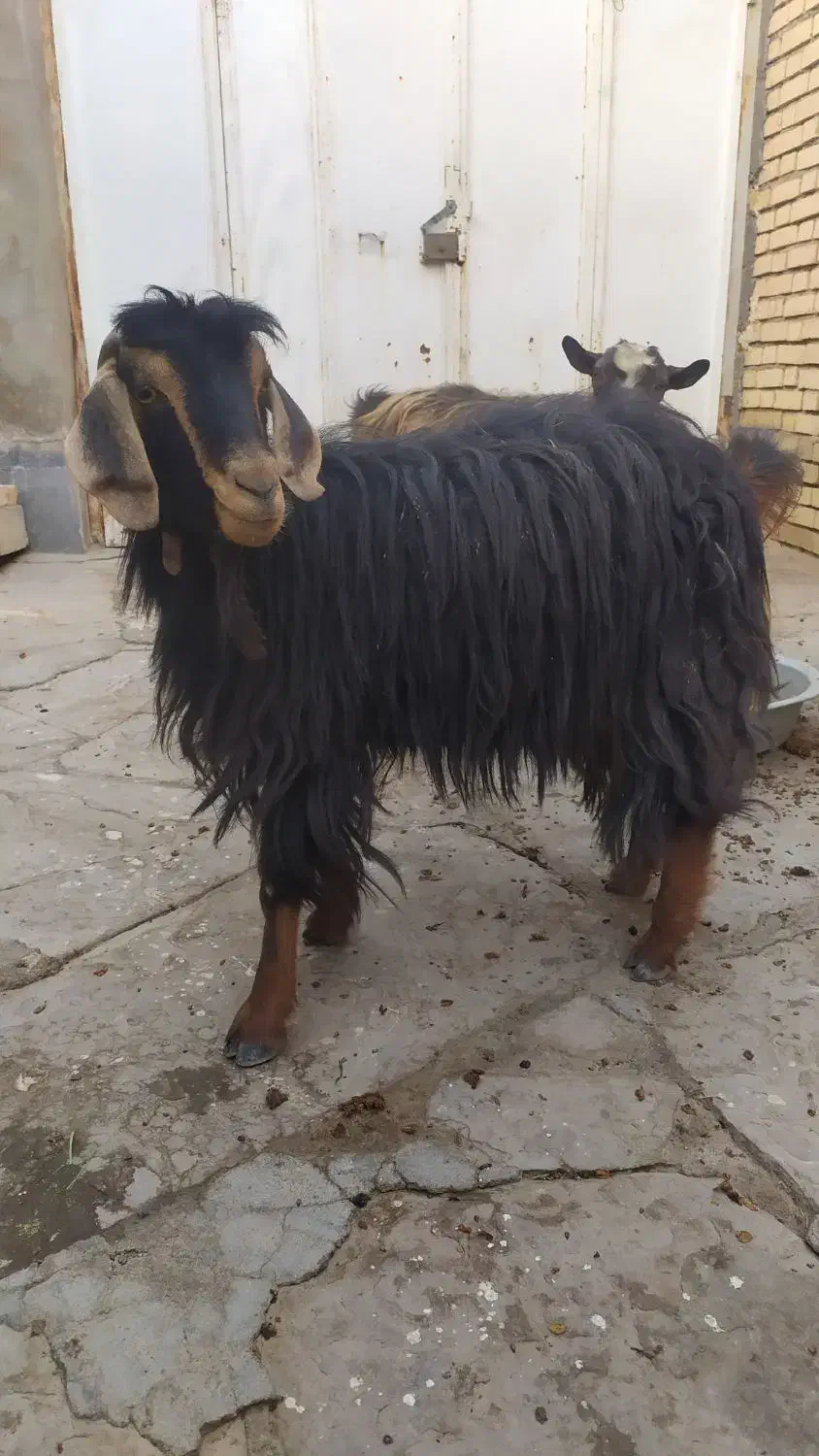 بز و بزغاله|حیوانات مزرعه|همدان, |دیوار