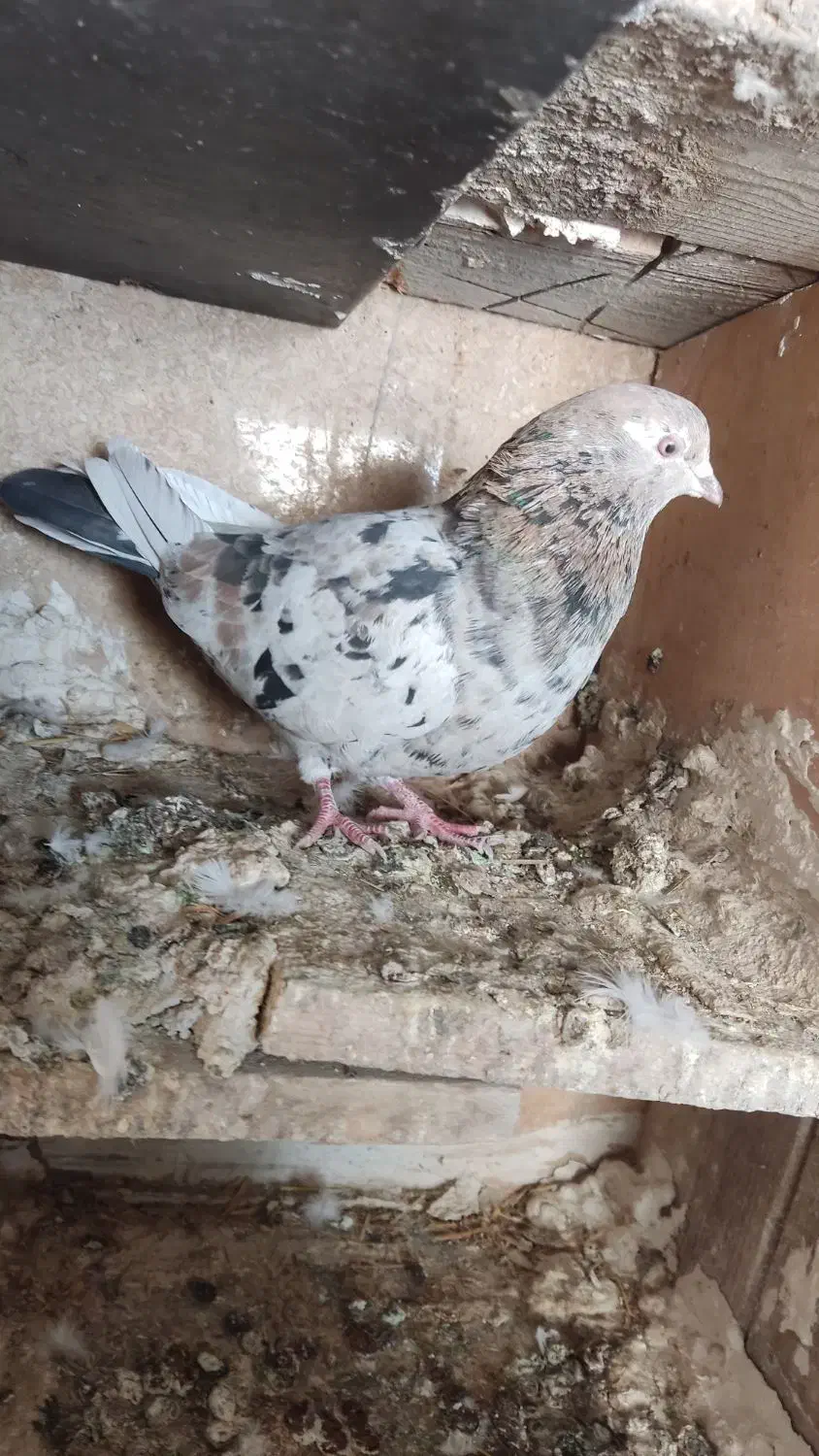 کفتر|پرنده|اردبیل, |دیوار