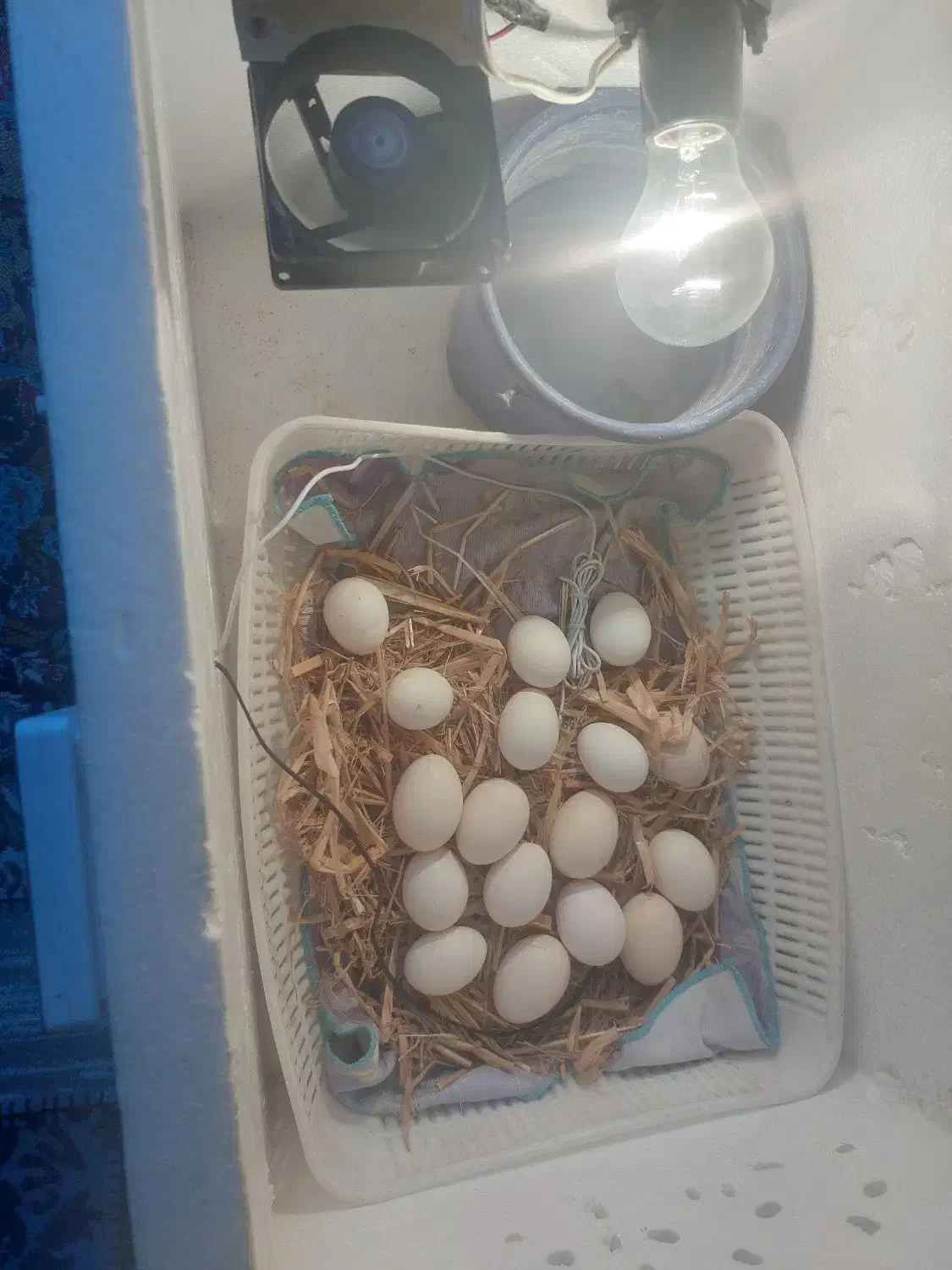 دستگاه جوجه کشی|لوازم جانبی حیوانات|اسلامشهر, مظفریه|دیوار