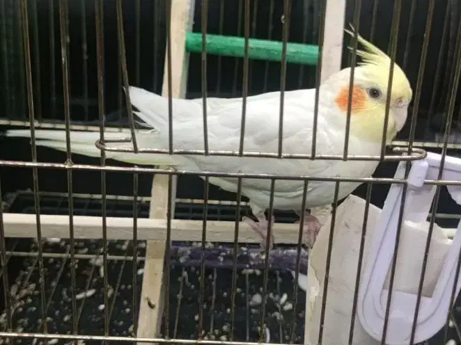 عروس هلندی ماده لوتینو|پرنده|تهران, وصفنارد|دیوار