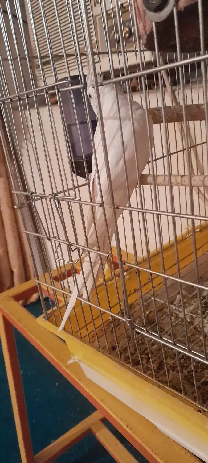 عروس آلبینو|پرنده|ایذه, |دیوار