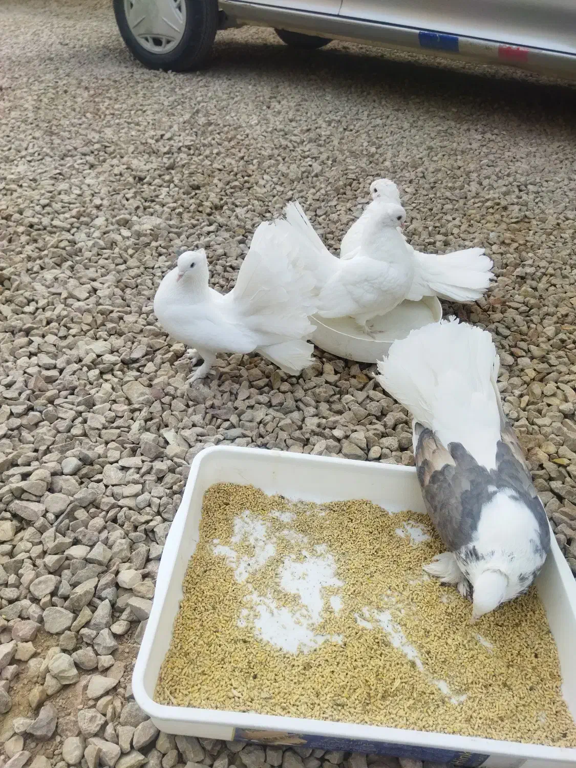 دم چتری|پرنده|ایزدخواست, |دیوار