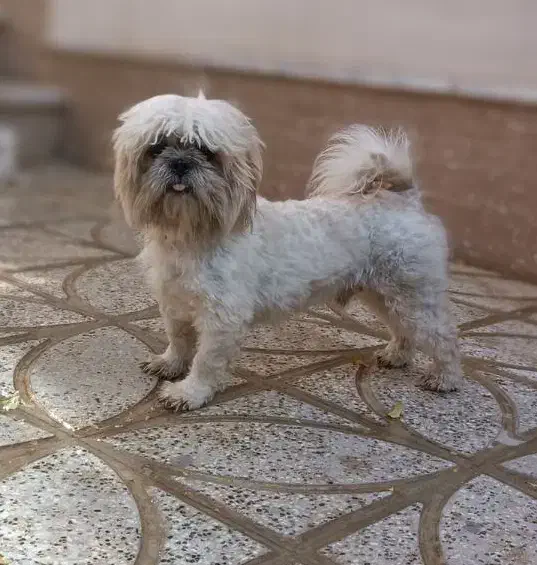 واگذاری سگ پا کوتاه مالتیز پشمالو و باهوش|سگ|تایباد, |دیوار