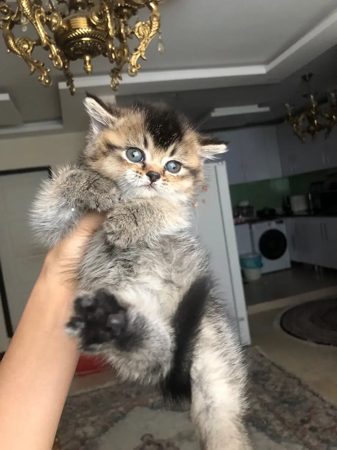 گربه بریتیش چشم زمردی سبز|گربه|تهران, پونک|دیوار