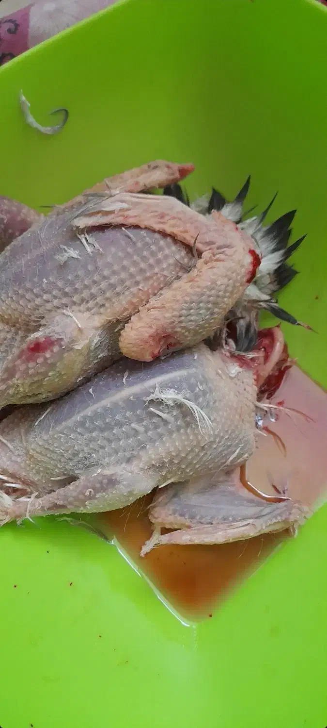 کبوتر سربری|پرنده|شاهینشهر, گرگاب|دیوار