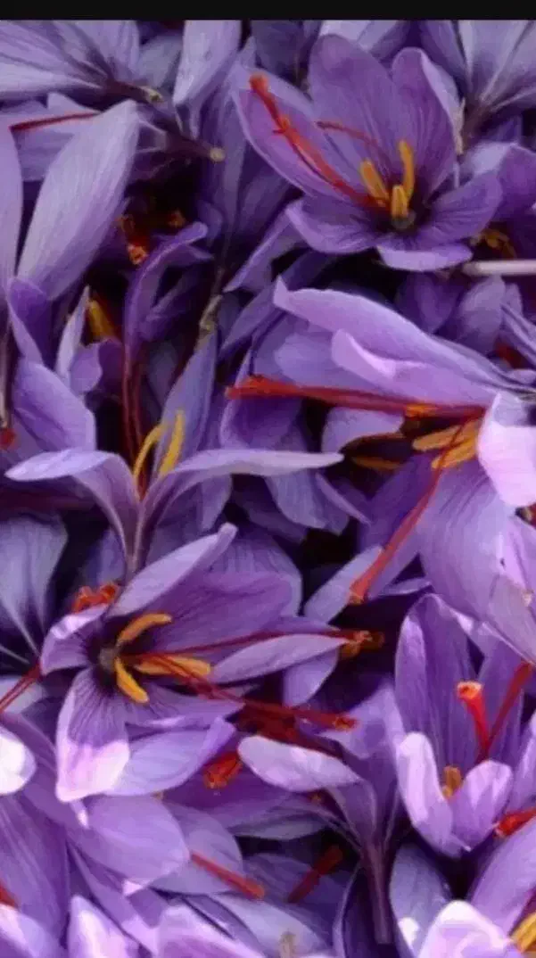 گل زعفران تازه تربت|خوردنی و آشامیدنی|مشهد, رضاییه|دیوار