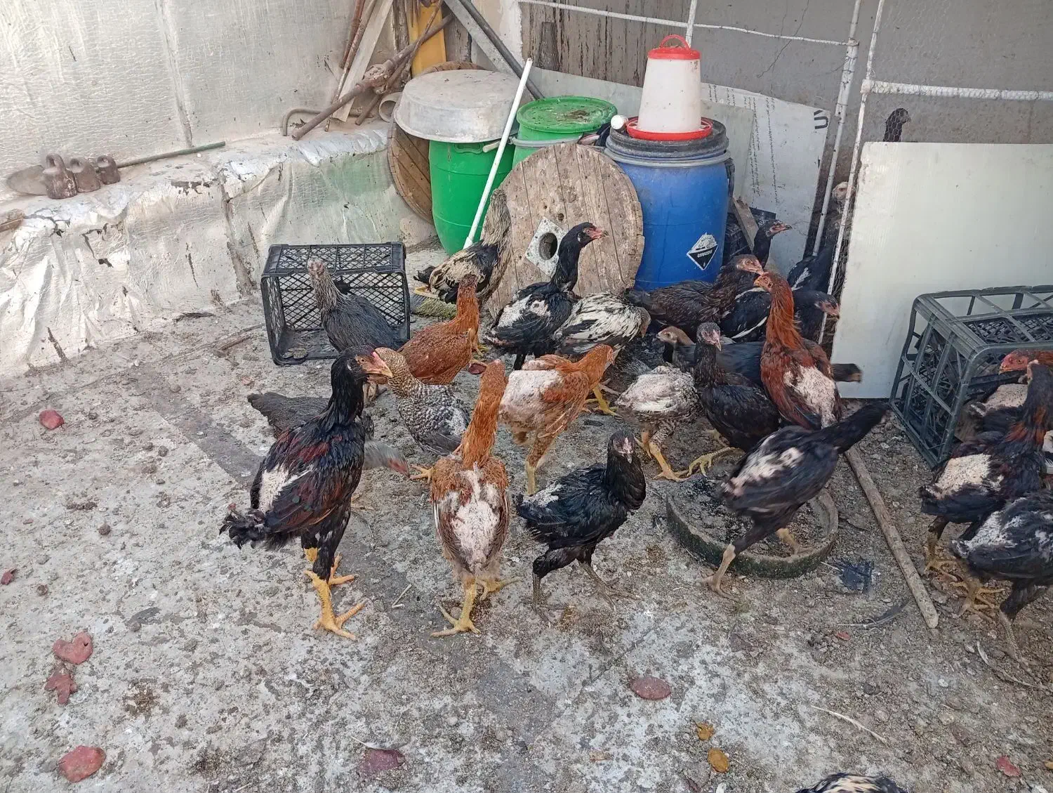 نوچه مرغ خروس لاری اصیل|حیوانات مزرعه|قم, حاج زینل|دیوار