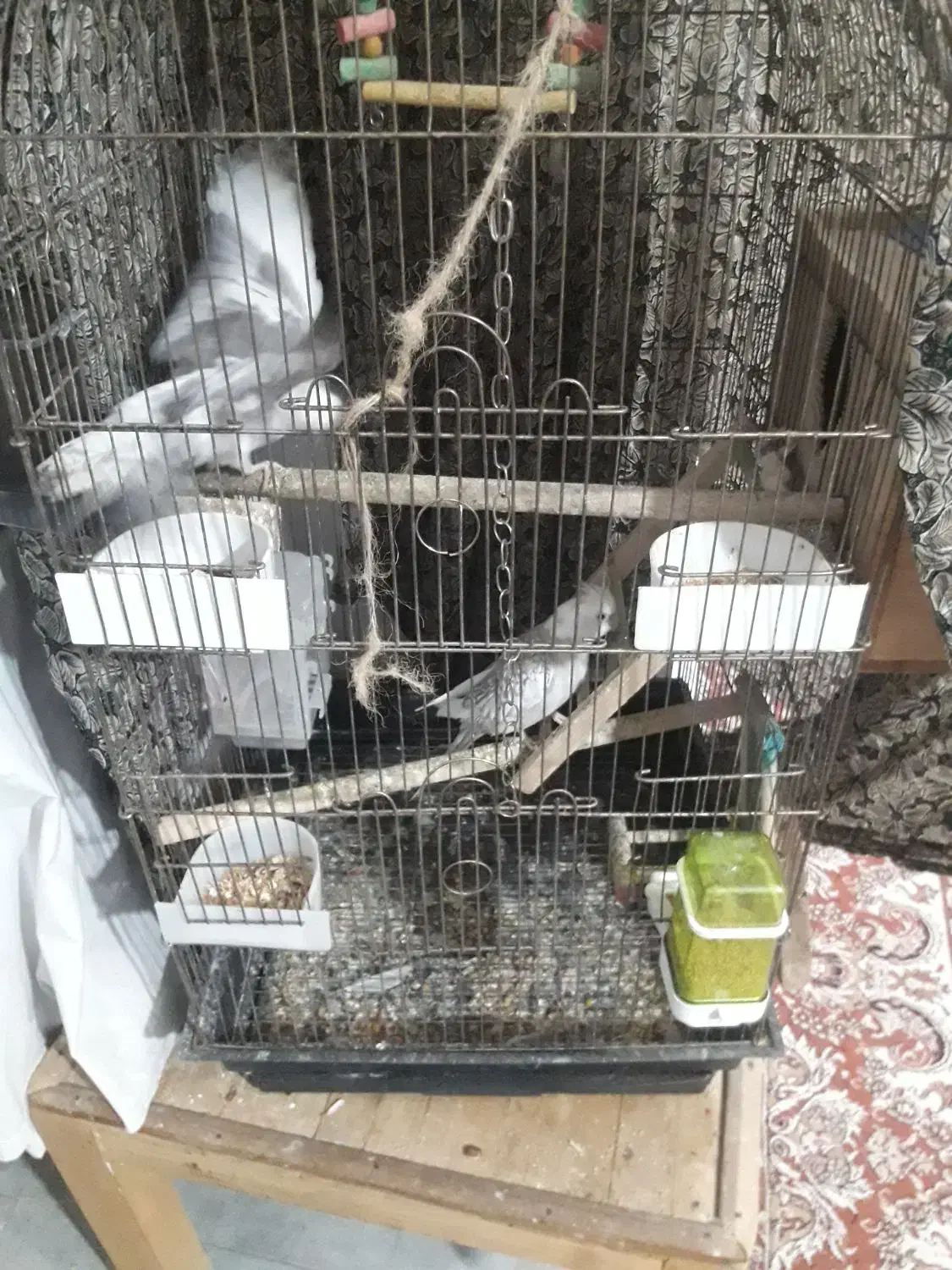 جفت مولد طوطی|پرنده|لاهیجان, بازکیاگوراب|دیوار