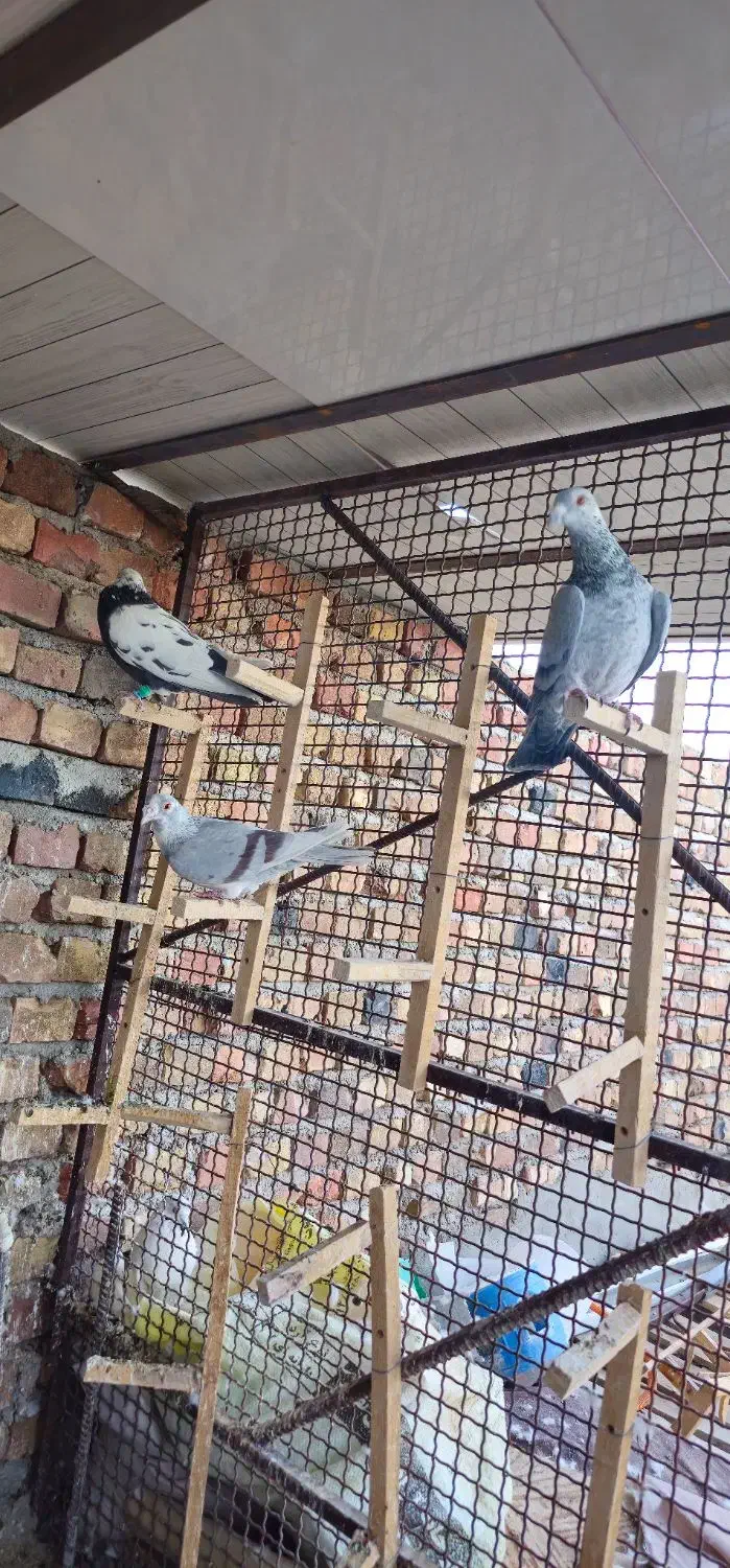 ۲۰تا نر|پرنده|خاش, |دیوار