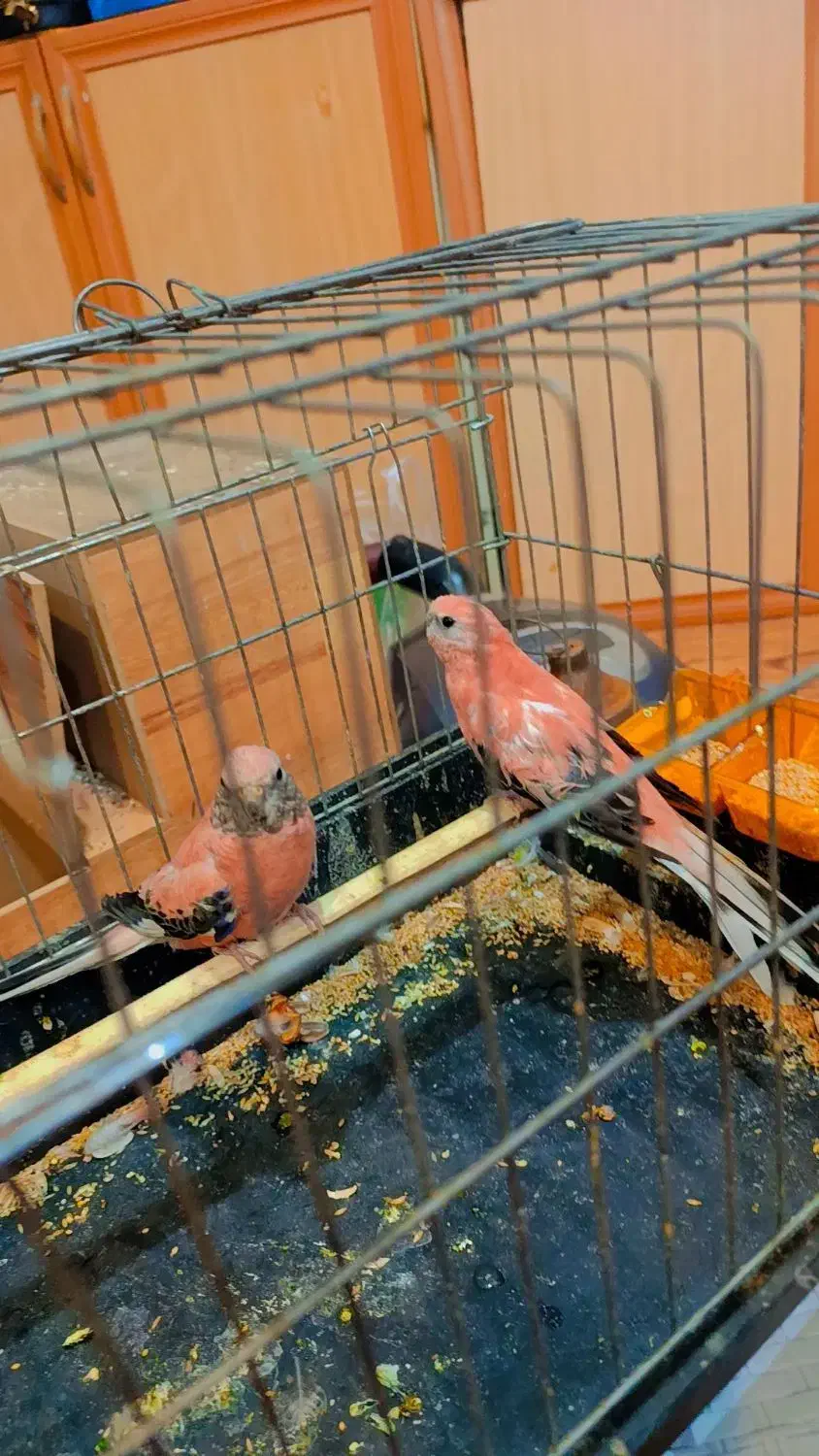 یک جفت نئو فوما رزبورک|پرنده|قرچک, زیبا شهر|دیوار