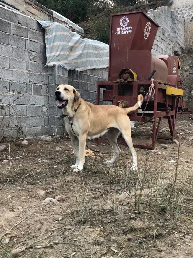 ماده عراقی|سگ|اردبیل, |دیوار