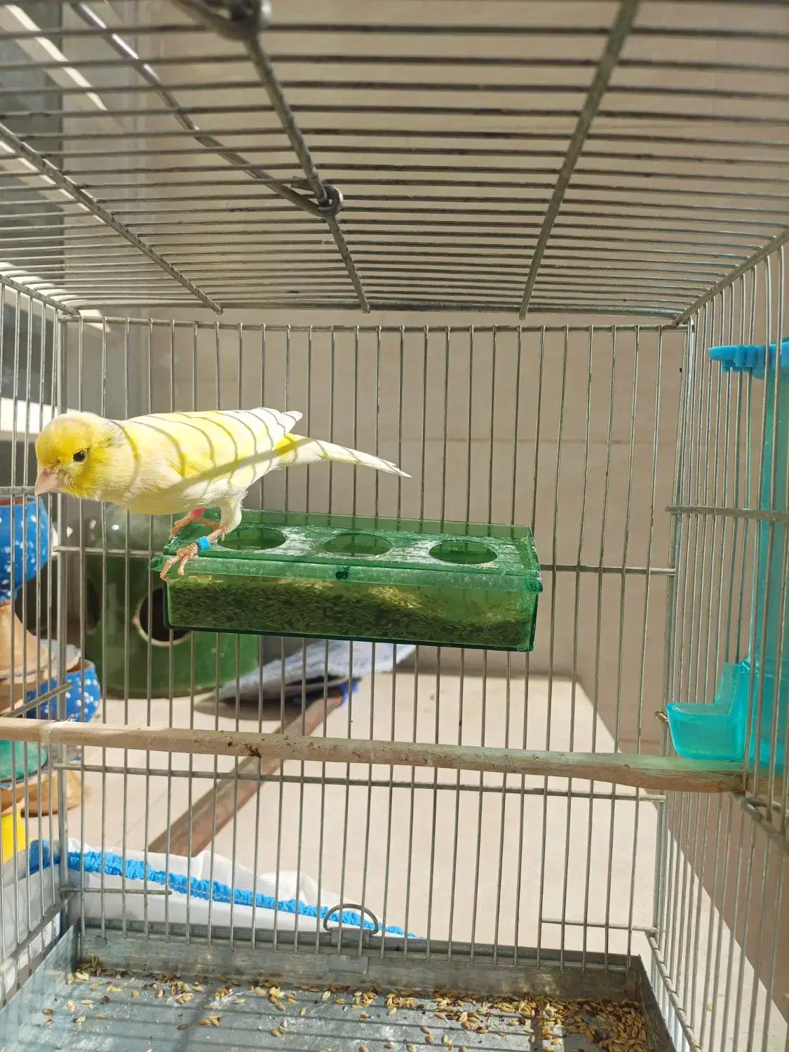 قناری معاوضه با عروس یا سهره|پرنده|کوهدشت, |دیوار