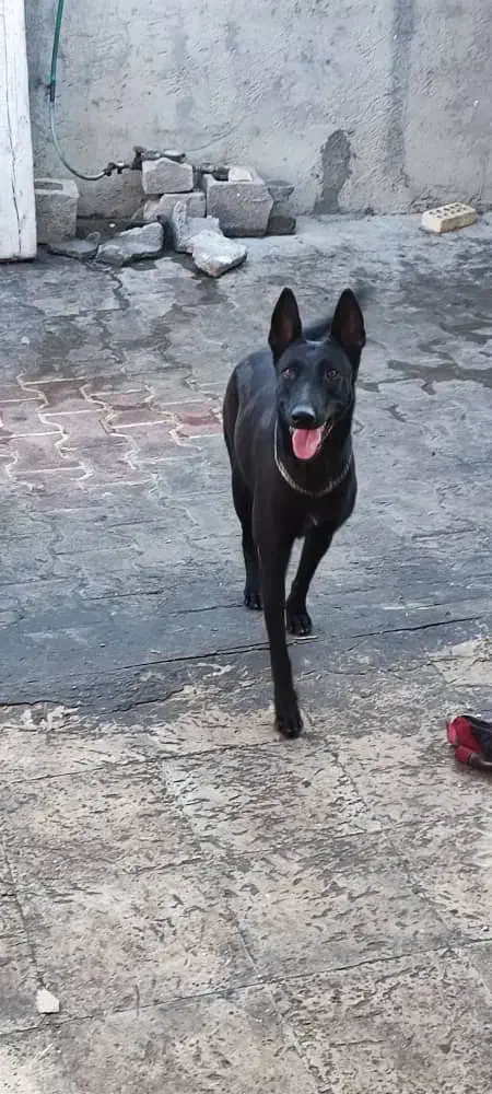 مالینیوز بلک|سگ|خمیر, |دیوار