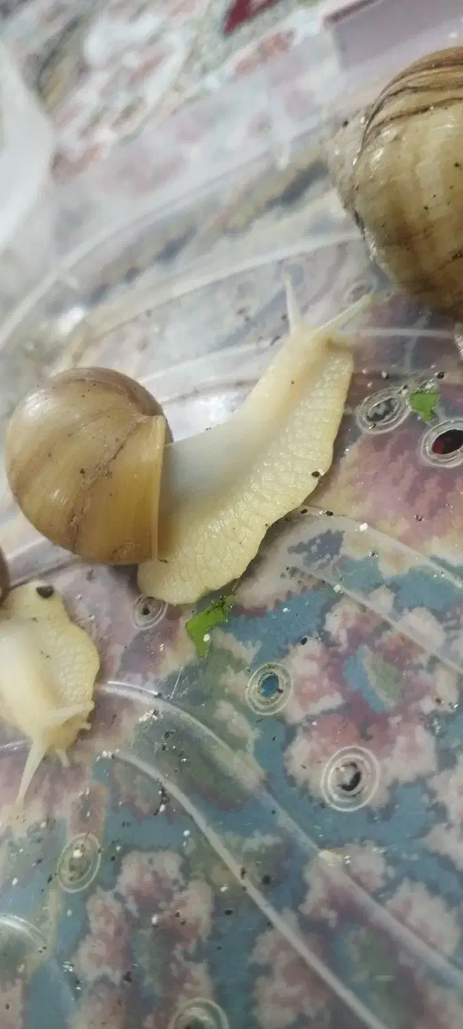 حلزون اچاتینا|آرایشی، بهداشتی، درمانی|تهران, جوادیه|دیوار