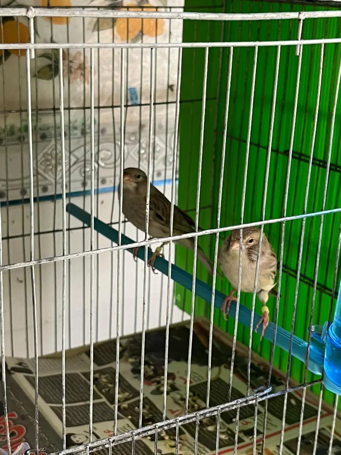 قناری جفتی اوپال نقره ای|پرنده|مرودشت, مختارآباد|دیوار