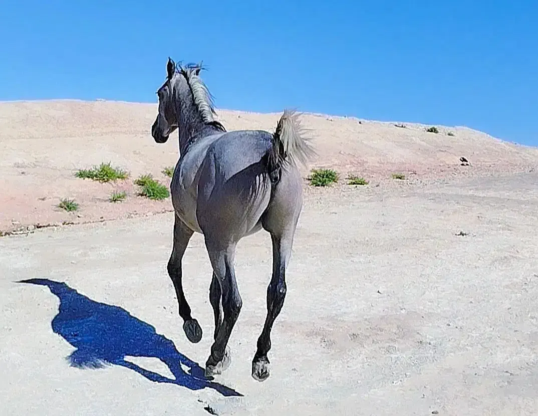 فروش نریون|اسب و تجهیزات اسبسواری|دهدشت, |دیوار